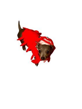 Dog Lobster costume